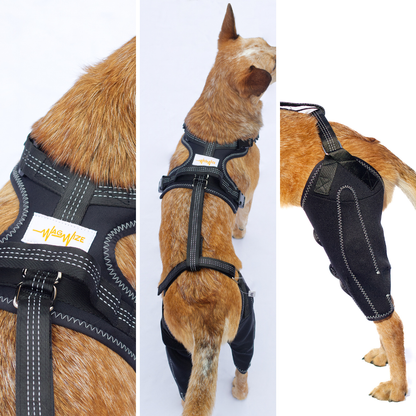 Pawsome Knee Brace for Dogs