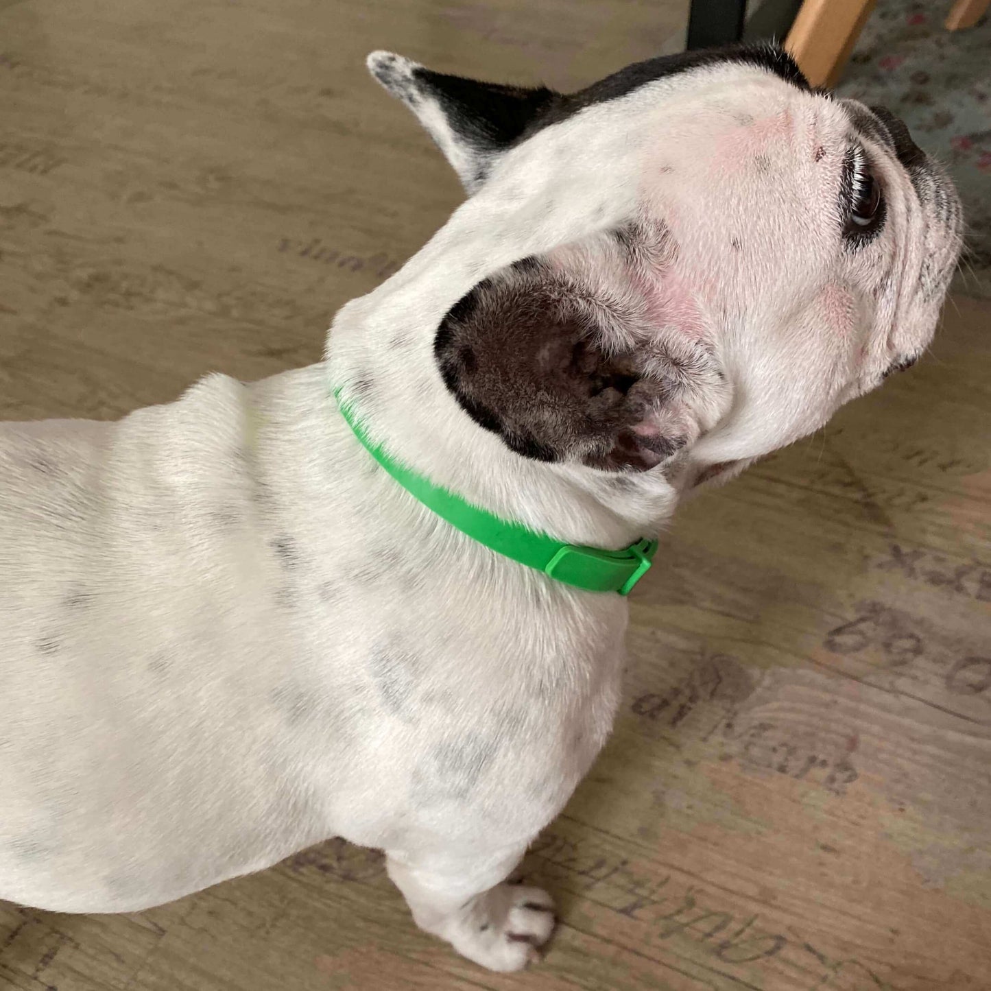 Ozzie's™ 8 Months All Natural Flea and Tick Collar for Dogs