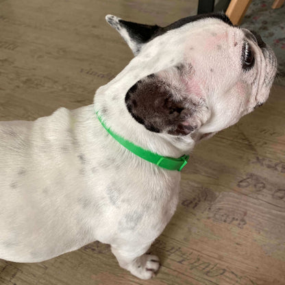 Ozzie's™ 8 Months All Natural Flea and Tick Collar for Dogs